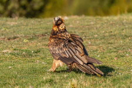 Adult bearded vulture perched on the grassy groundの写真素材
