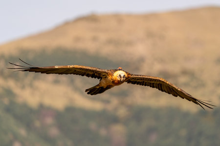 Adult Bearded Vulture flying with open brown wings