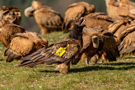 Young Bearded Vulture swallowing bone among griffon vulturesの写真素材