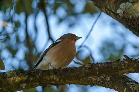 Brightly bird perched on leafless branch in autumnの写真素材