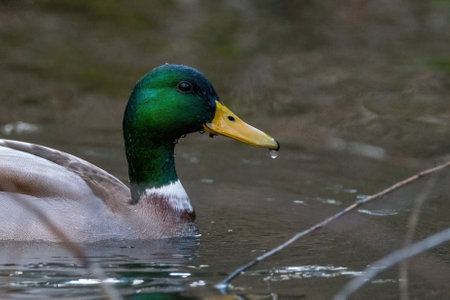Duck swimming in the water in the riverの写真素材