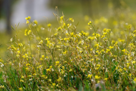 Wallpaper with yellow flowers and blurred background in springtimeの写真素材