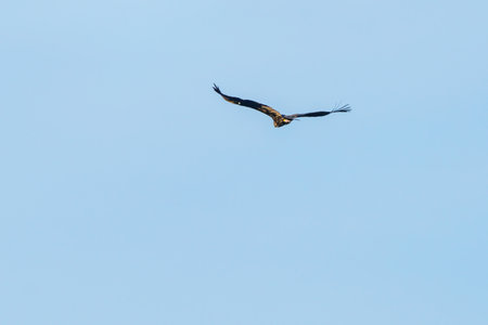 Raptor flying through the blue skyの写真素材