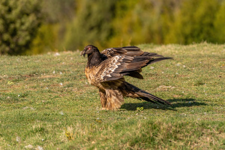 Young Bearded Vulture perched on the ground with its wings slightly openの写真素材