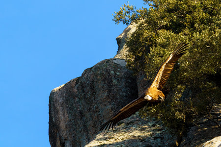 Pair of vultures in the nest on a rocky outcrop, one of them flying with a tree in the backgroundの写真素材