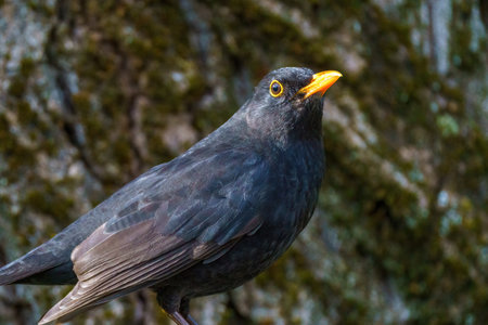 Raven in the foreground in the forestの写真素材