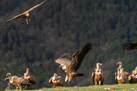 Pair of griffon vultures with open wings landing in the grassの写真素材