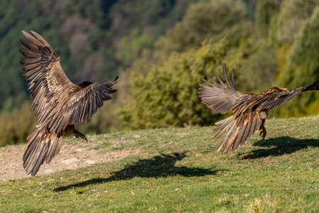 Pair of bearded vultures flying close to the ground togetherの写真素材