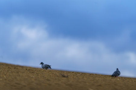 Pigeon on the horizon looking at the storm clouds in the background and another pigeon with food in its mouthの写真素材