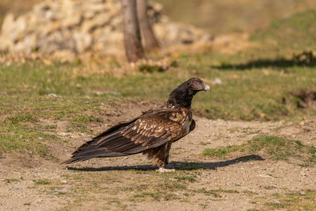 Young Bearded Vulture perched on the groundの写真素材
