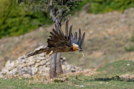 Adult Bearded Vulture with a bone in its beak and flying through treesの写真素材