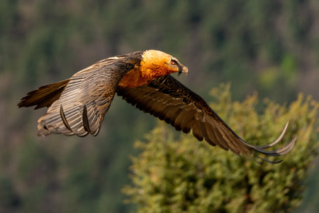 Adult Bearded Vulture flying through the treesの写真素材