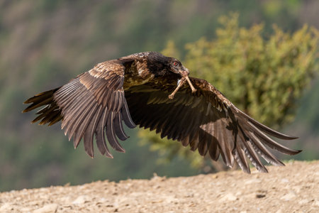 Young bearded vulture flying low with two bones in its beakの写真素材