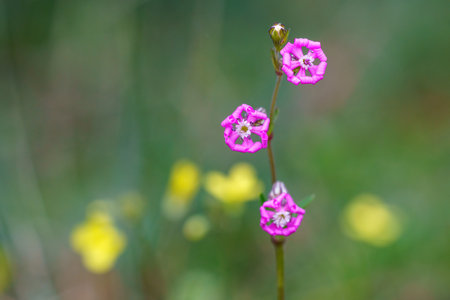 Wallpaper with blue flowers and out-of-focus background in springtimeの写真素材