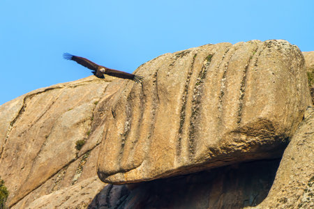 Griffon vulture flying close to the rocks looking for foodの写真素材