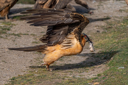 adult bearded vulture taking off with a sheep's foot in its beakの写真素材
