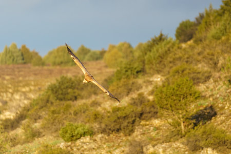 Griffon vulture flying over the trees with green leaves in spring at duskの写真素材