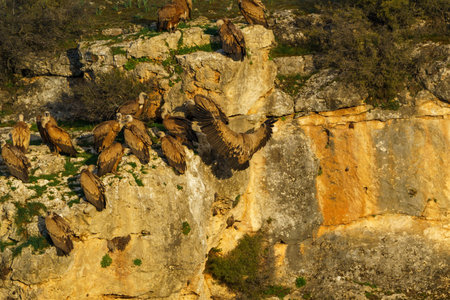 Griffon vulture landing on granite rock in the early morning sunshineの写真素材