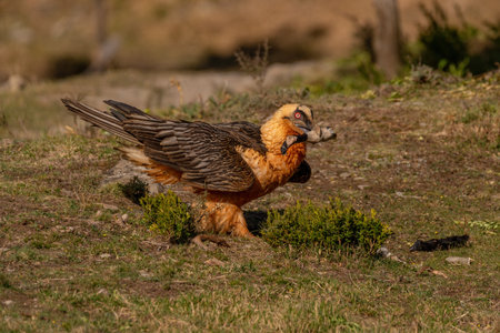 Adult bearded vulture perched on the ground with a sheep's foot in its beakの写真素材