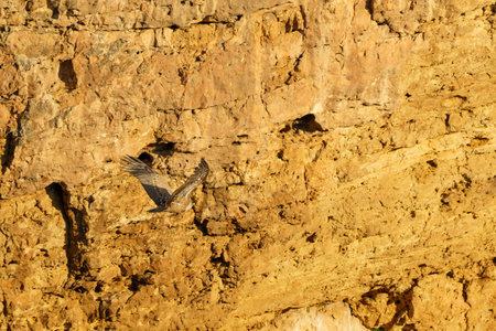 Griffon vulture landing on granite rock in the early morning sunshineの写真素材