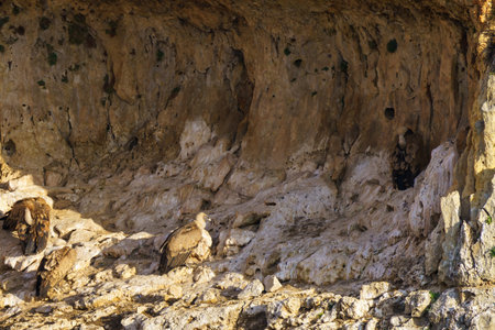 Griffon Vultures nesting in granite rock gulliesの写真素材