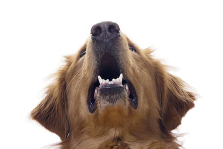 a Golden Retriever dog on a white backgroundの写真素材