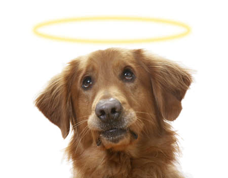 a Golden Retriever dog on a white background, wearing a halo
