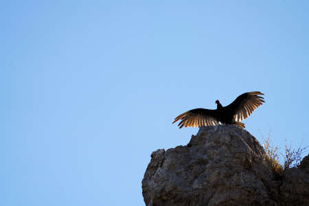 Turkey buzzard or vultute basking in thesunshine with wings sppreadの写真素材