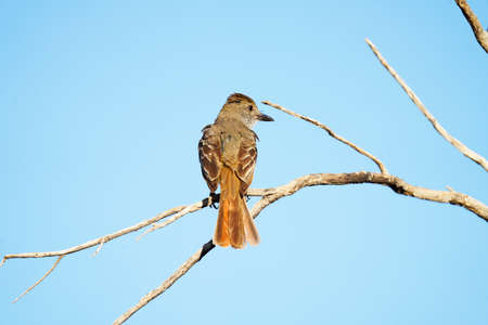 Ash-throated Flycatcher perched up on a twig staring me in the morning Arizona sunの写真素材