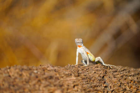 Zebra-tailed Lizard basking in the morning Arizona sunshineの写真素材