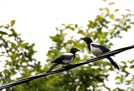 Magpie birds sit on a wire against the background of treesの写真素材
