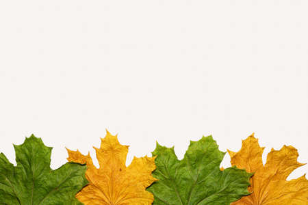 autumn maple leaf isolated on white background yellow green