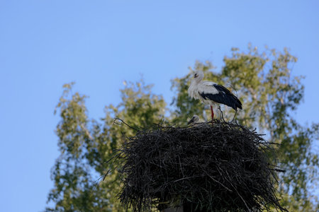 A wild stork and a baby bird in a nest on a power pole against a blue sky.の写真素材