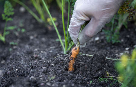 A gardener pulls a young carrot out of the ground in a close-up in the garden.の写真素材