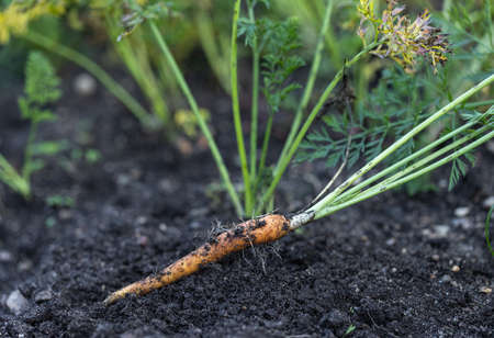 Young carrots are pulled out of the ground in a close-up in the garden.の写真素材