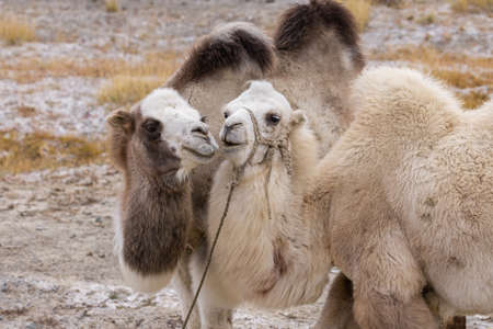 Two amorous camels graze in the foothill steppe on an autumn day. Altai, Russia.の写真素材
