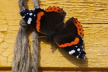 A beautiful Admiral butterfly sits on a yellow old wooden wall on which a rope hangs.