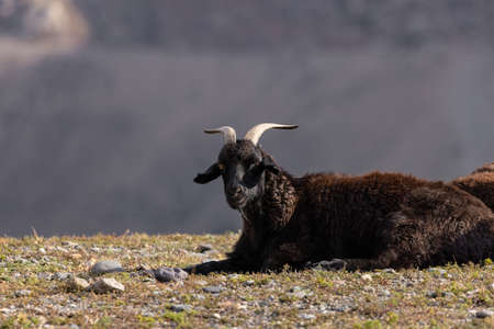 A black domestic goat is resting and basking in the sun on a rock against the background of a mountain.の写真素材