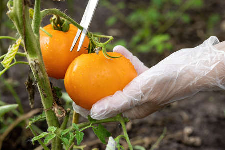 Beautiful yellow ripe tomatoes are cut with scissors, grown in a greenhouse. Hands in protective gloves.の写真素材