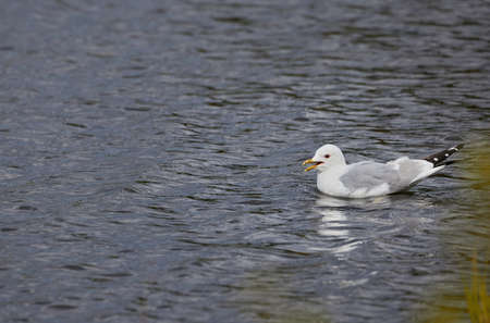 The bird is a seagull, resting on the waves on a lake in the forest in summer.の写真素材