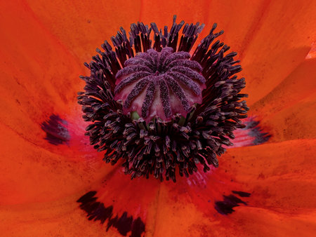 Close-up of a red poppy flower bud.の写真素材