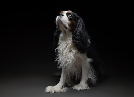 Portrait of a Cavalier King Charles Spaniel dog on a dark gray background in the studio.の写真素材