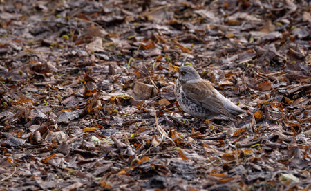 Fieldfare on the spring lawn. Close-up of a bird collecting food.