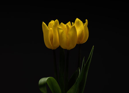 A bouquet of yellow tulips on a black background.の写真素材