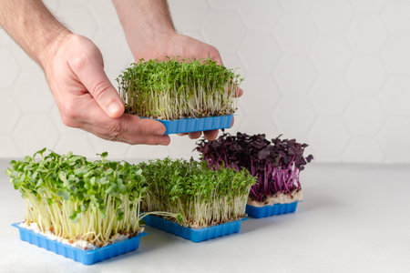 Man hands hold the microgreens container with another types of microgreens growing at home for healthy eating or for restaurant. Copy space for textの写真素材