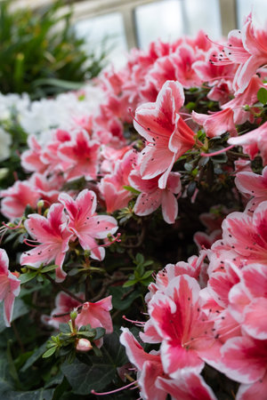Beauiful spring flowers azalea or Rhododendron simsii Madame Theo Simon.の写真素材