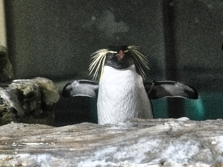 Close up shot of a penguin relaxing on a stone in a lakeの写真素材