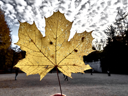 Close up view of a leaf at the park in autumnの写真素材