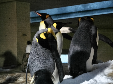 Close up shot of a group of penguinsの写真素材