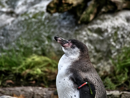 Close up shot of a penguin relaxing on a stone in a lakeの写真素材